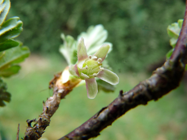 Fleurs d'abord verdâtres et roses puis verdâtres et rouges; uniques ou groupées par 2, elle sont portées par un petit pédoncule portant des feuilles. Agrandir dans une nouvelle fenêtre (ou onglet)